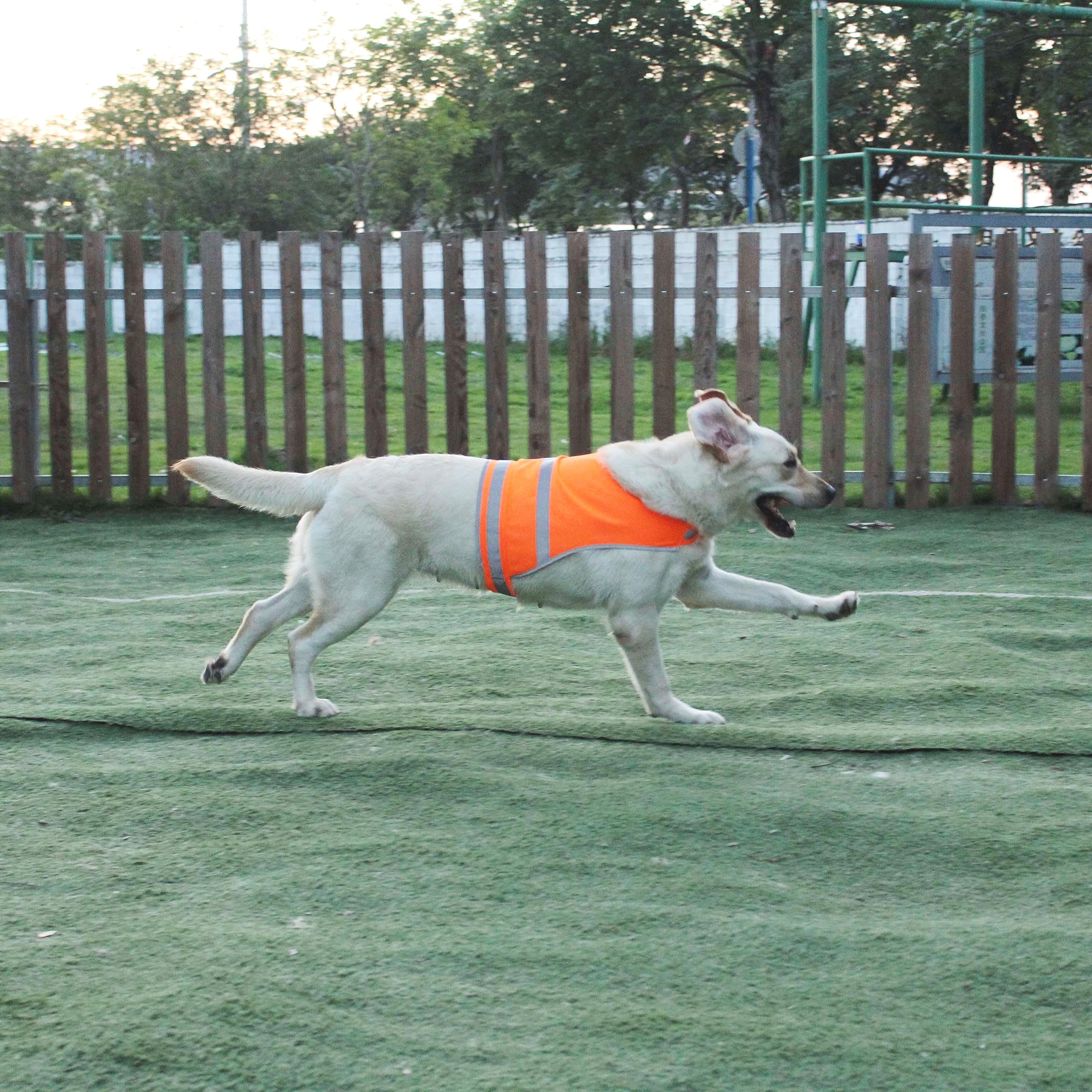 Puppy Life Jacket Orange Dog Vest High Visibility