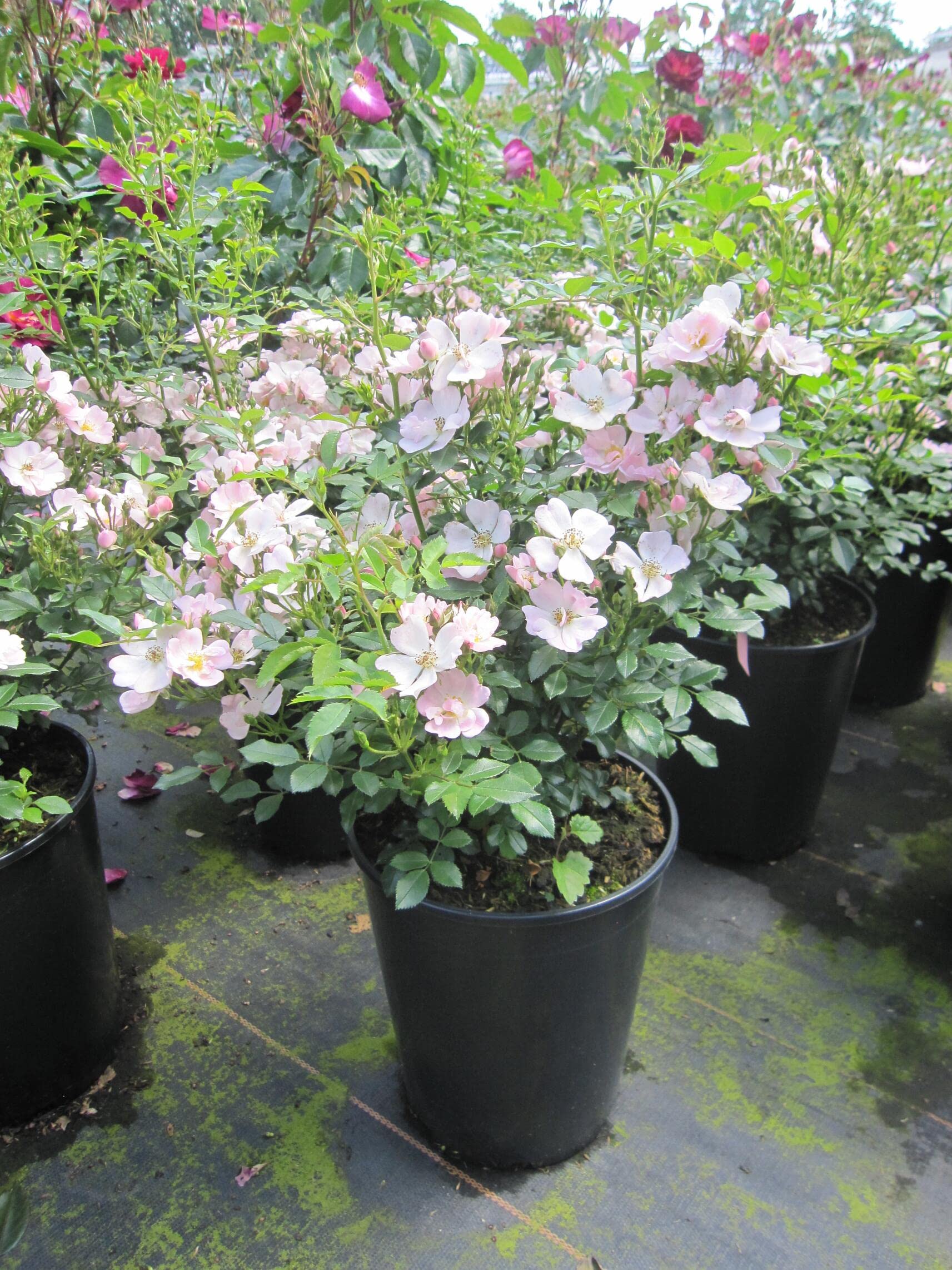 Rosa Sternenhimmel ® - Zwergrose Sternenhimmel ® - Kordes Rose - ADR Rose