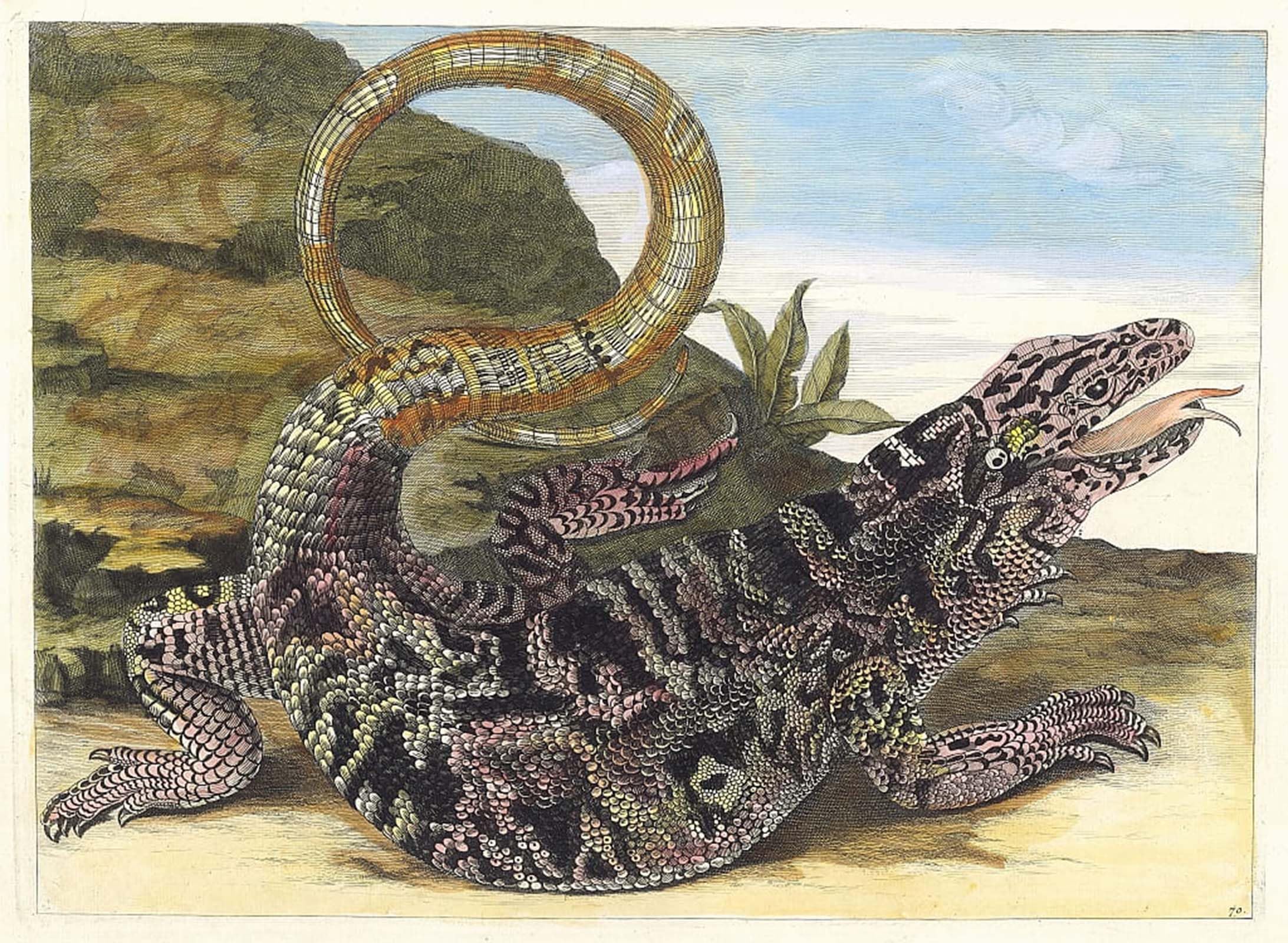 POSTERIIk Famous Animal Posters Vintage Picture Sauvegarde by Maria Sibylla Merian Modern Wall Decor for Home Decor 60x90cm