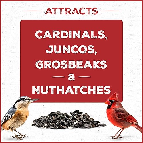 Vista 12 de Pennington - Pride Wild Finch - Mezcla de semillas para pájaros silvestres, 10 libras