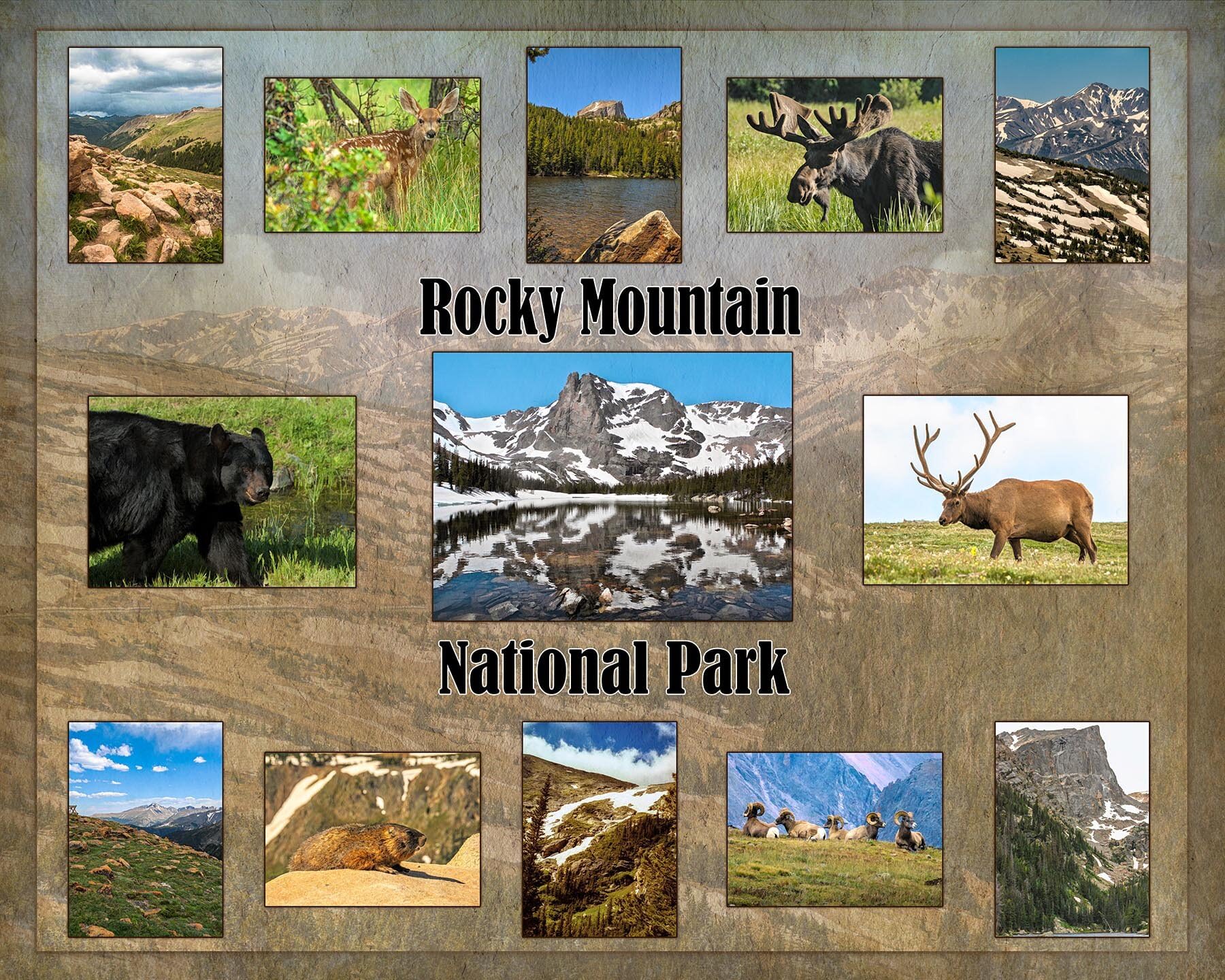 Rocky Mountain National Park Composite Quilt Panel - NPW-001, Panel Size is 40” X 32”, Quality Quilting Cotton, Digitally Printed