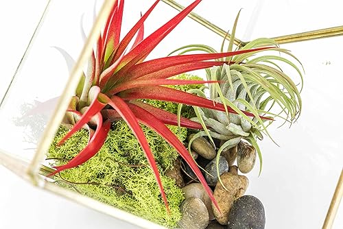 Miniatura 2 de Heptaedron - Kit de terrario geométrico de vidrio con abdita e ionantha rojas, soporte para plantas de aire Tillandsia, planta de interior y