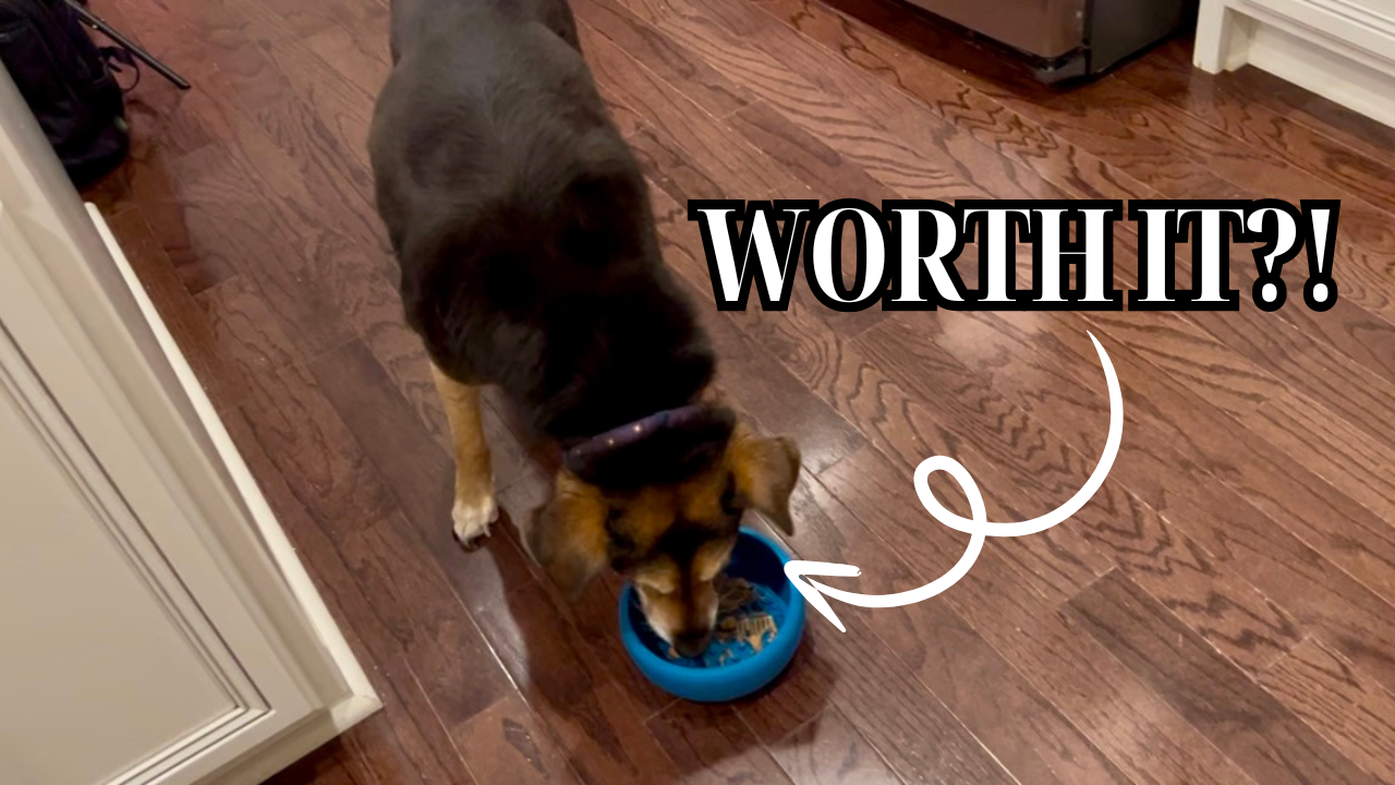 dog bowl will change lives
