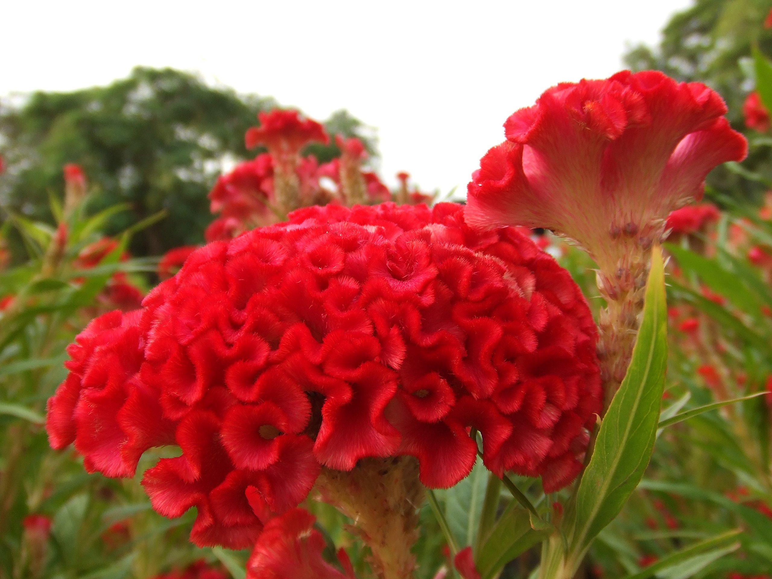 Cockscomb Flower Seeds - Red - 50 Nos - Velvet Flower/Celosia/Kozhi Kondai/கோழிக்கொண்டை / Wool Flowers (B08RWMCZ5V) Amazon Price History, Amazon Price Tracker