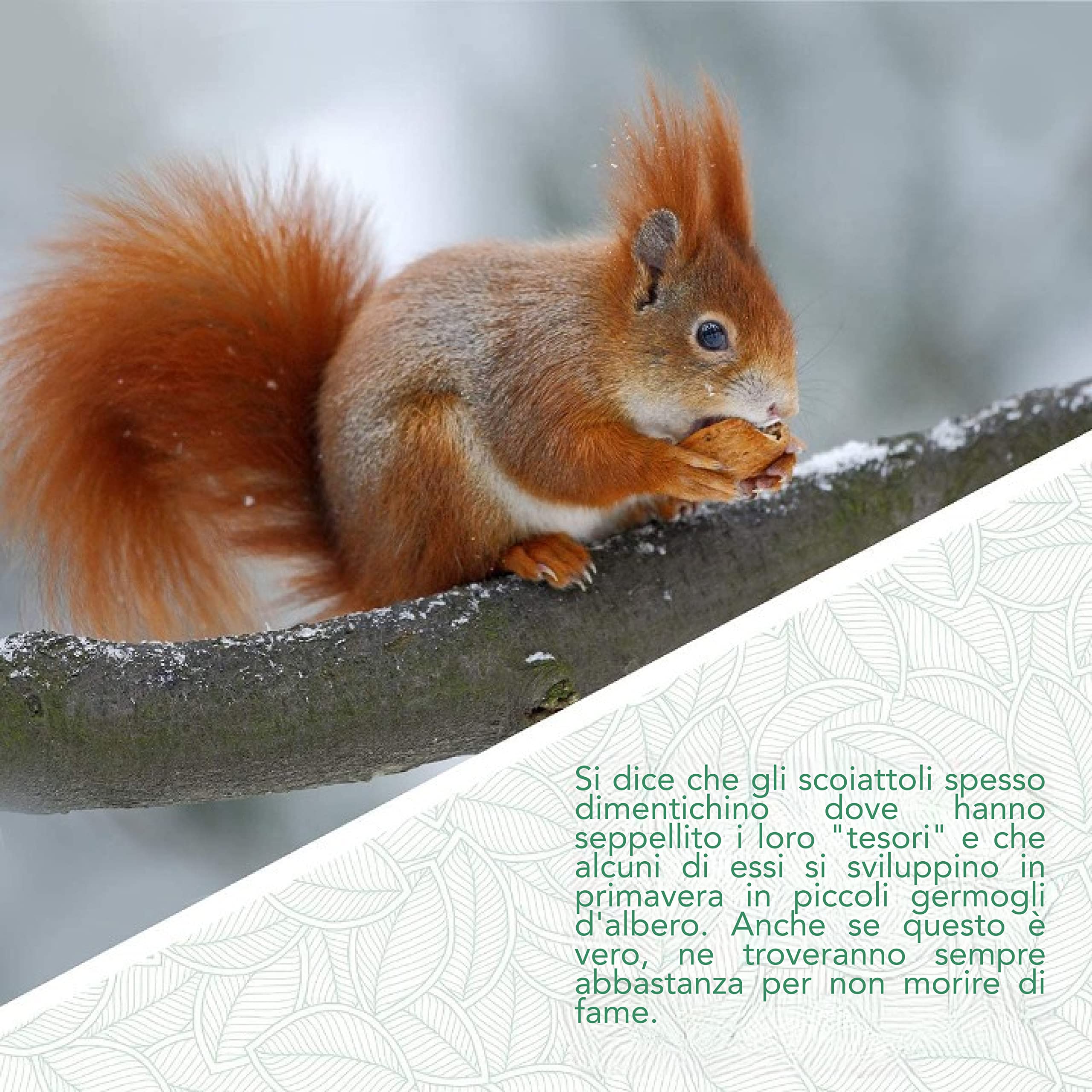 WILDLIFE FRIEND | Mangiatoia Scoiattoli- Casetta ecologica per scoiattoli, Mangiatoia Scoiattoli da esterno con Finestra in Plexiglass, Resistente alle Intemperie - in Legno di Pino e Tetto in Zinco