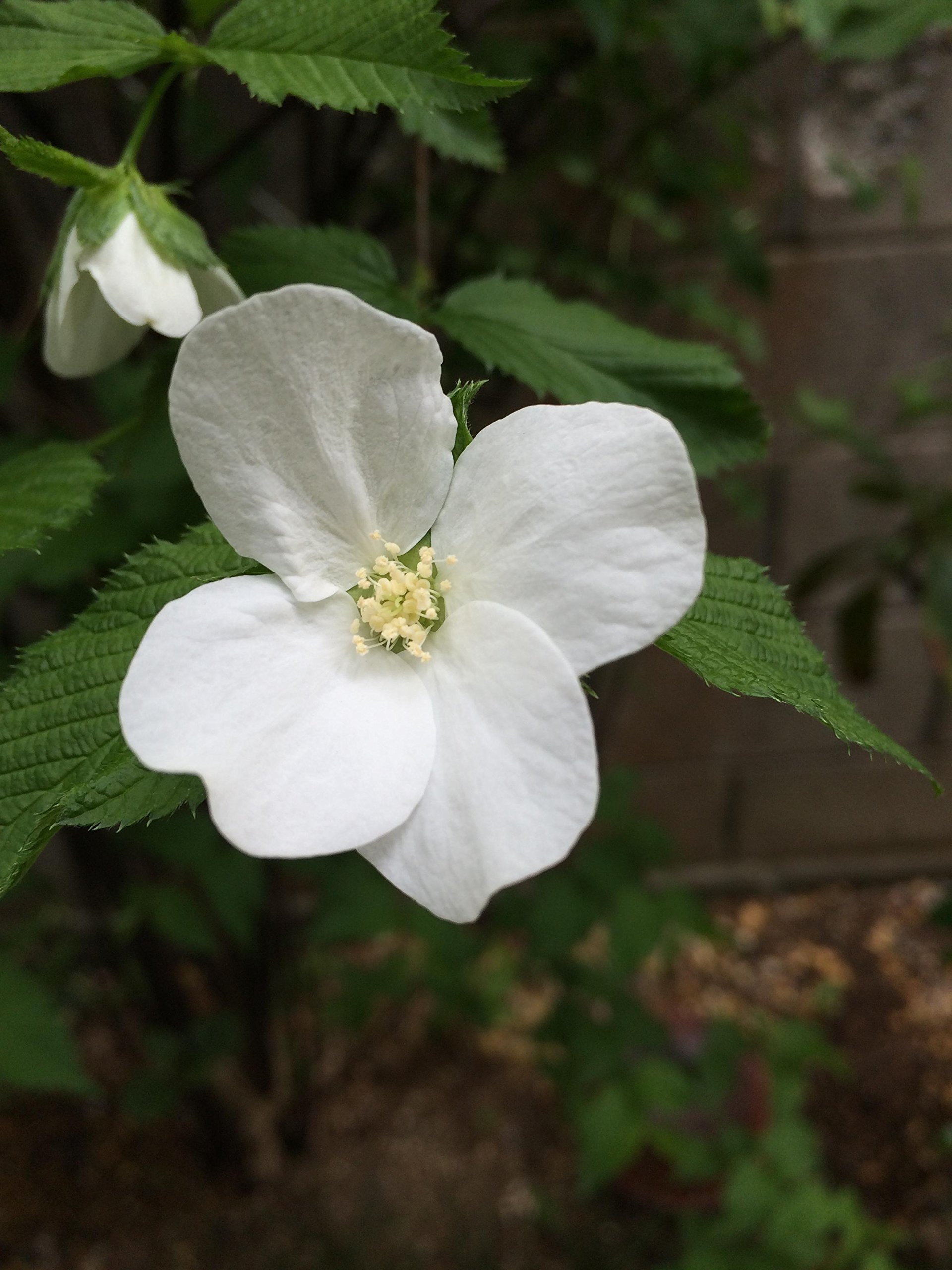Amazon.co.jp: 白ヤマブキ 種子20粒 : DIY・工具・ガーデン