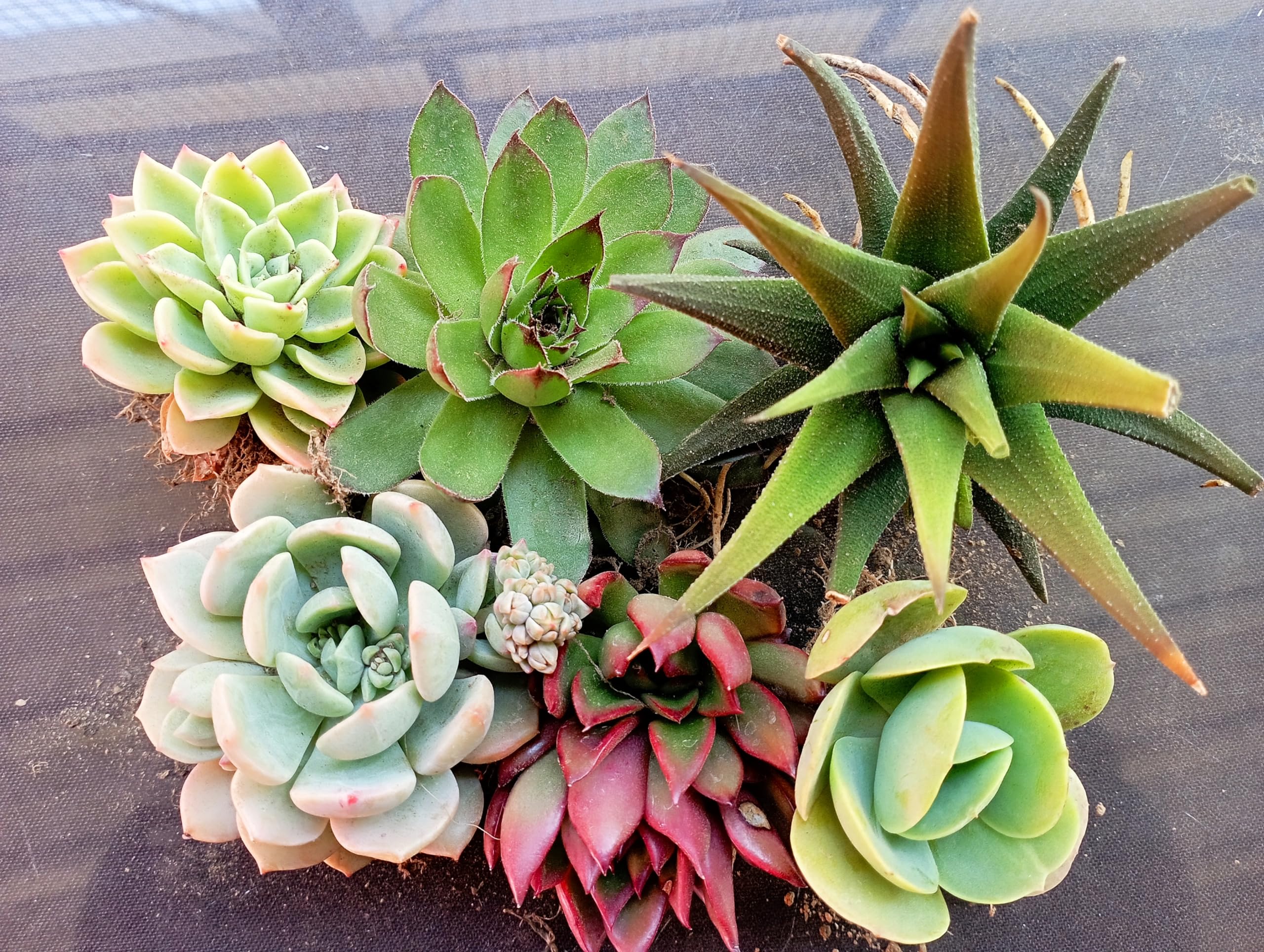 Tofoh assorted succulent plants set of 6 (BARE ROOTED), any 6 live succulent plants combo