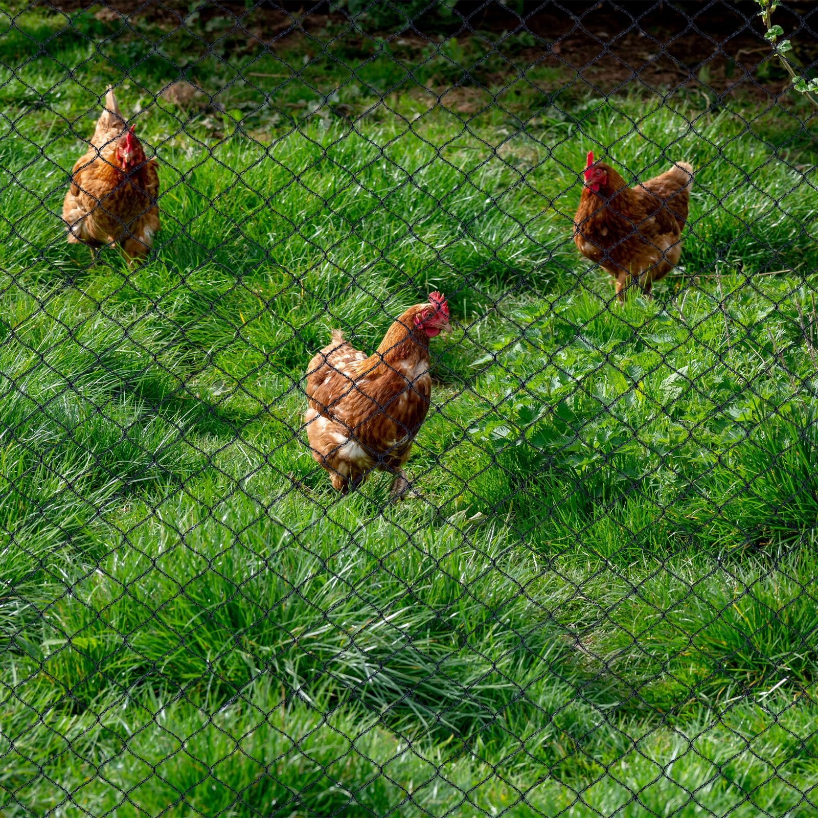 Rete per uccelli da 30 x 30 m, resistente, rete per uccelli, per giardino, alberi da frutto e altre piante, contro pollame, scoiattoli e cervi