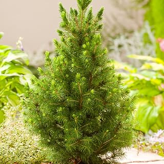 3 Pack (9cm Pots) Dwarf Conifer Picea Glauca VAR. Albertiana Conica