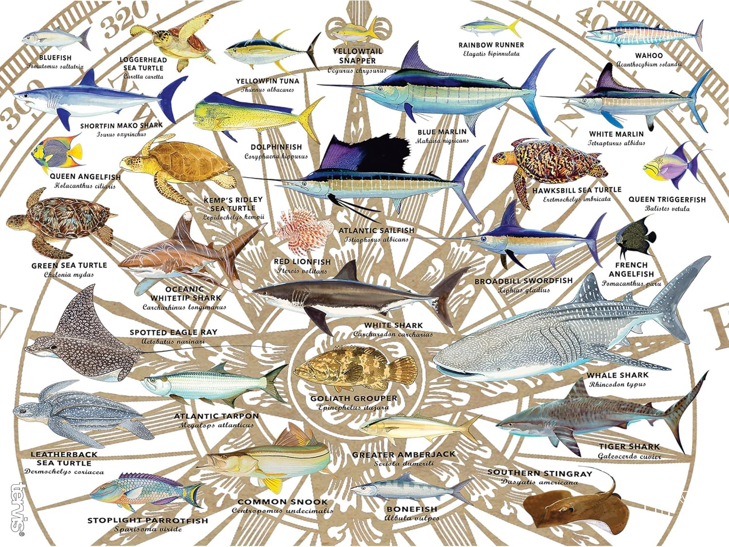 Tervis Guy Harvey Charts Made in USA Double Walled Insulated Tumbler Travel Cup Keeps Drinks Cold & Hot, 24oz Legacy, Classic - Image 2