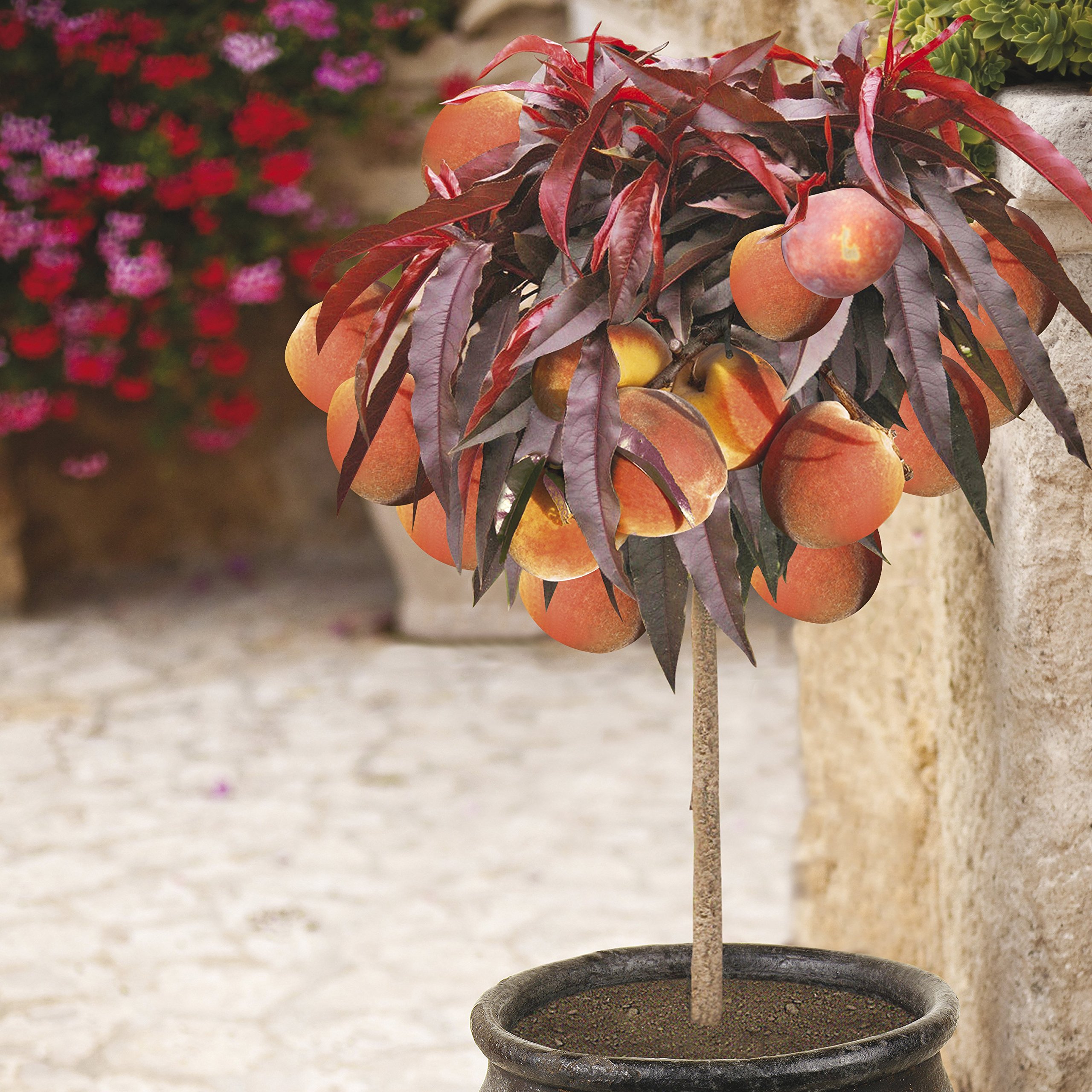 YouGarden Patio Peach Tree 'Crimson' Bare Root Tree 80-100cm Tall - Ready to Plant Out Bare Root Plants for Gardens and Outdoors - Perfect in Pots and Containers Grown Your Own Fruit Trees