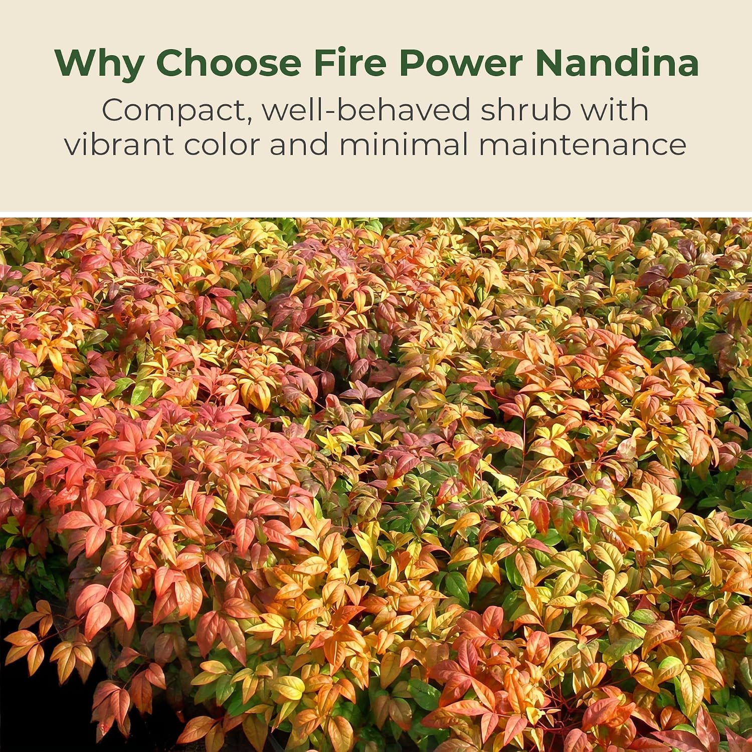 2.25 Gal. Nandina Fire Power Shrub - Compact & Dense Dwarf Evergreen Shrubs w/Striking Pinnate Leaves - Ornamental Shrubs for Borders, Mass Plantings,Low Hedges, Rockeries or Perennial Gardens