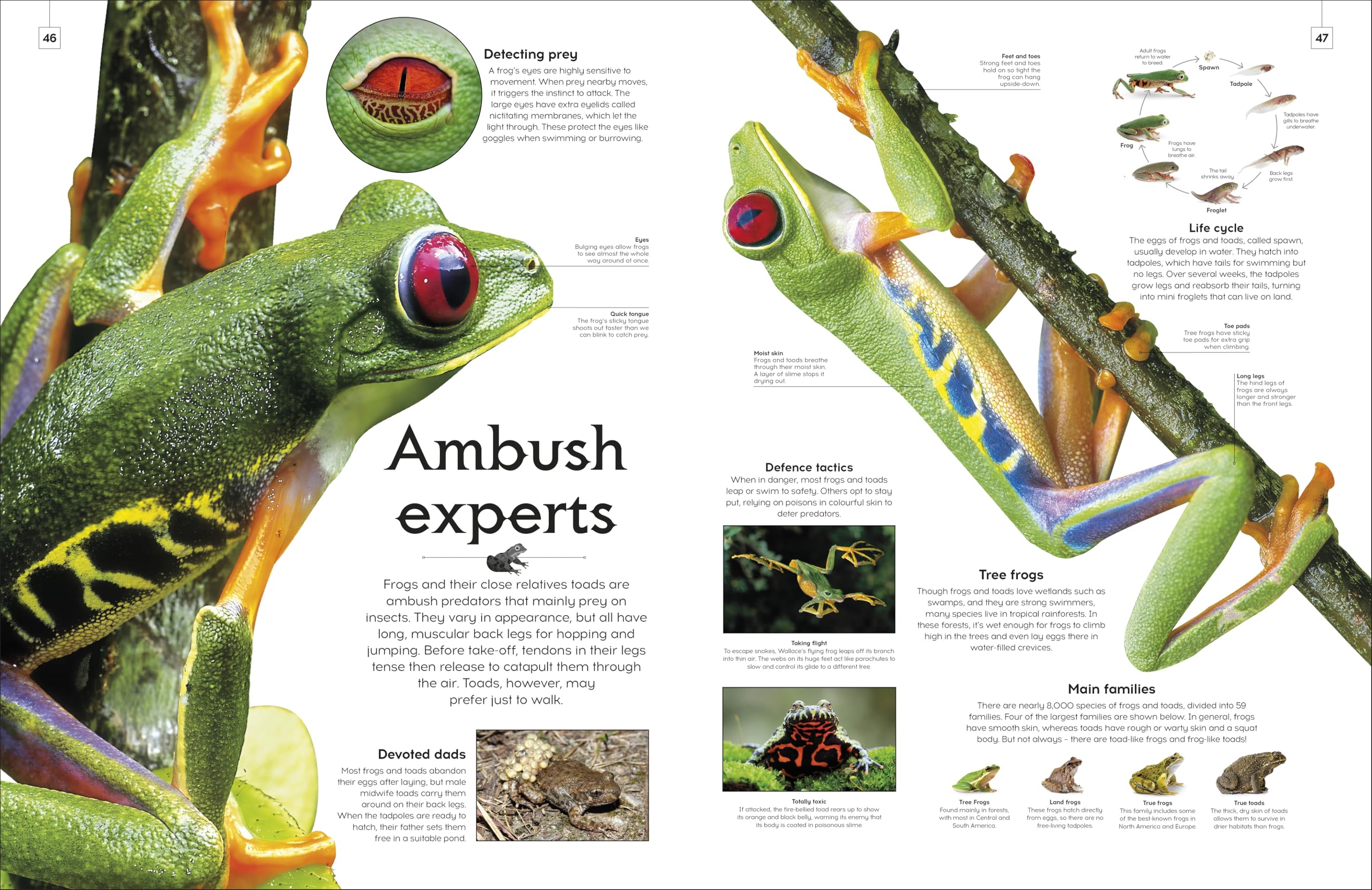 Shapes of Nature: A Big, Beautiful Book of the Natural World for Kids