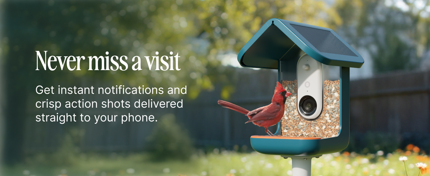 Amazon.com : Birdbuddy PRO Solar Smart Bird Feeder with Camera