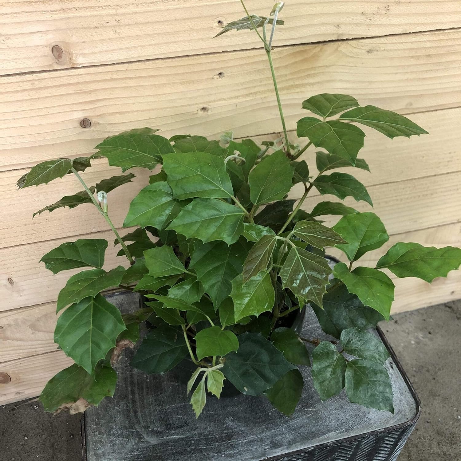 Cissus Grape Leaf Ivy, 6" Plant