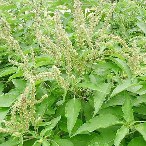 Miniatura 2 de YEGAOL Garden - Semillas de clavo de albahaca, albahaca africana perenne anual, comestible, ornamental, sin OMG, para jardín, exterior, 20 semillas