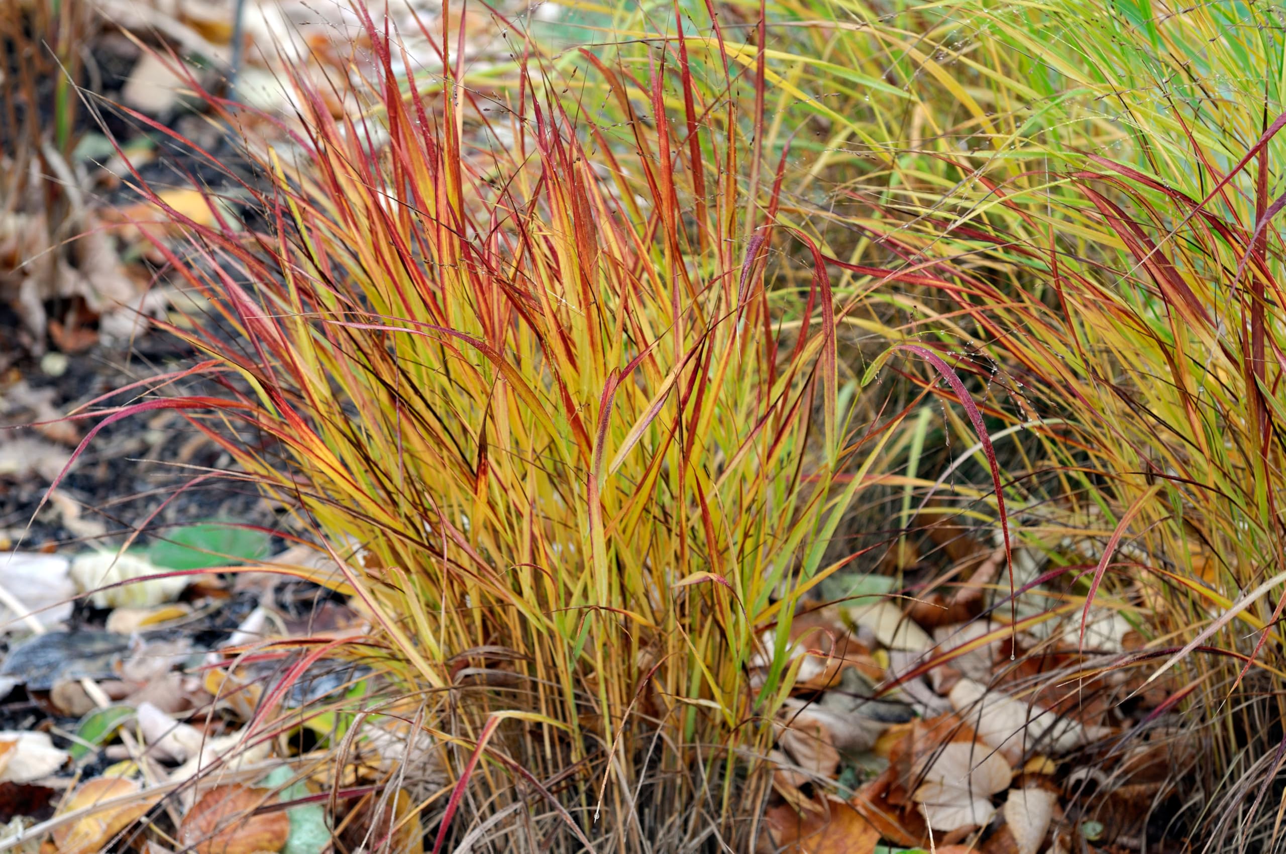 Stauden Gänge 10 x Panicum virgatum 'Rotstrahlbusch' Rote Rutenhirse | Rotes Ziergras für Sonne, Blüte August bis Oktober, mehrjährig, 1 L Topf (11x11 cm)