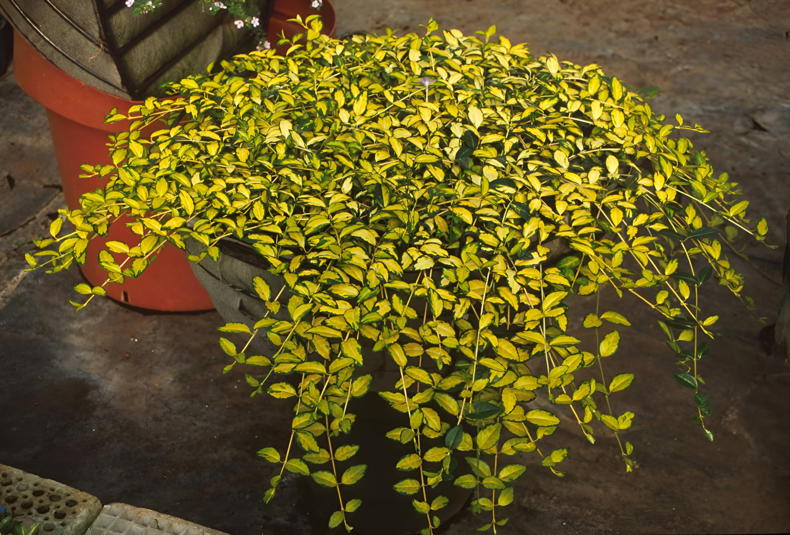 Stauden Gänge 10 x Vinca minor 'Imagine' Buntes Blaues Kleines Immergrün