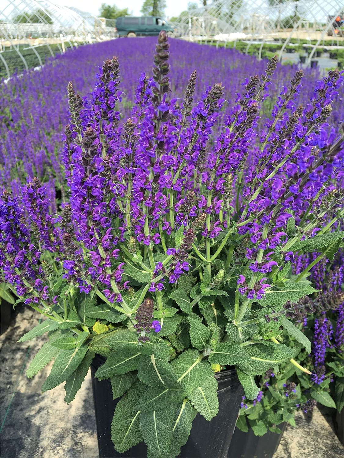 Salvia nemerosa 'May Night' (Meadow Sage) Perennial, purple flowers, 1 - Size Container