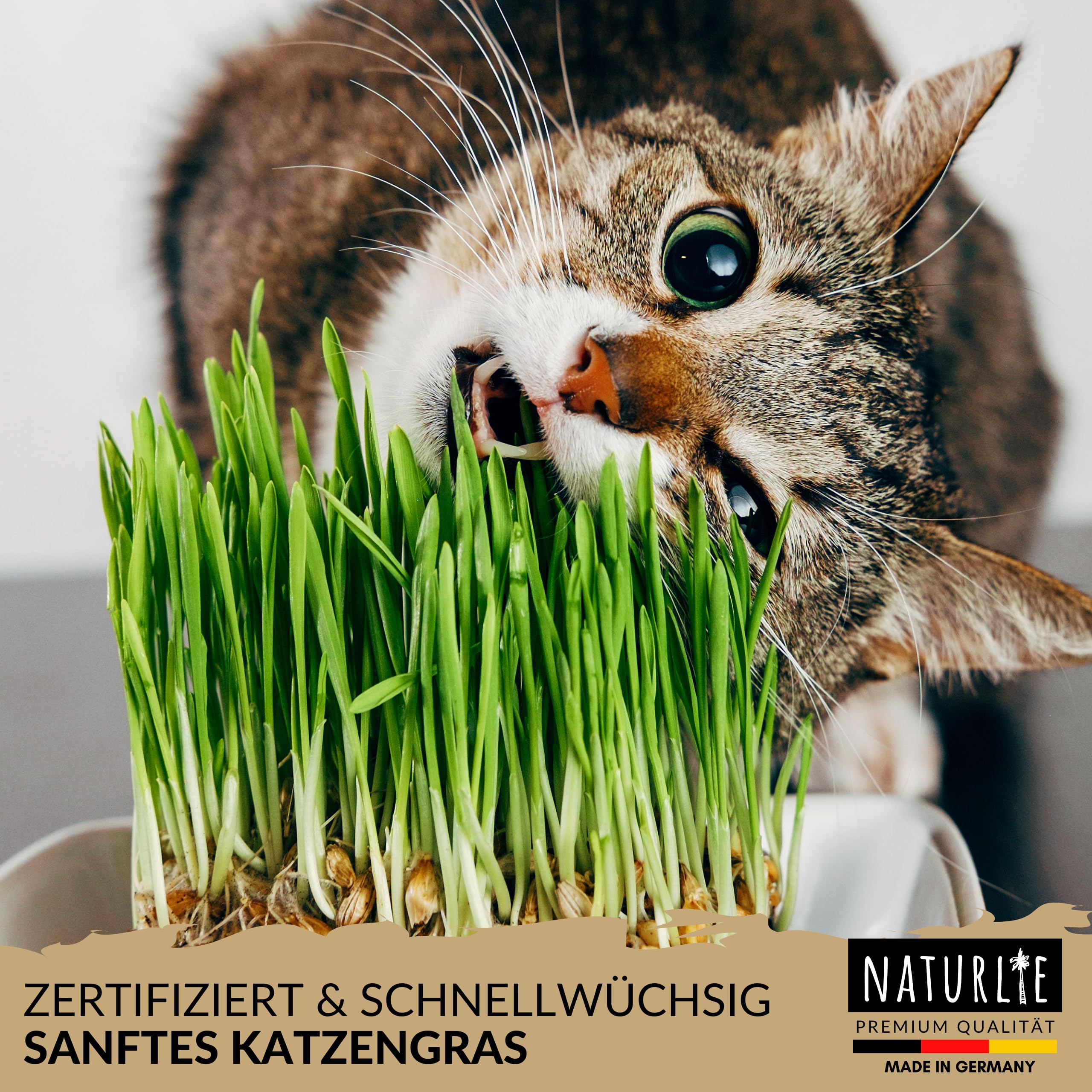 The Cat Ladies Katzengras Set Mit Keramik-Topf – Saatgut & Erde Inklusive