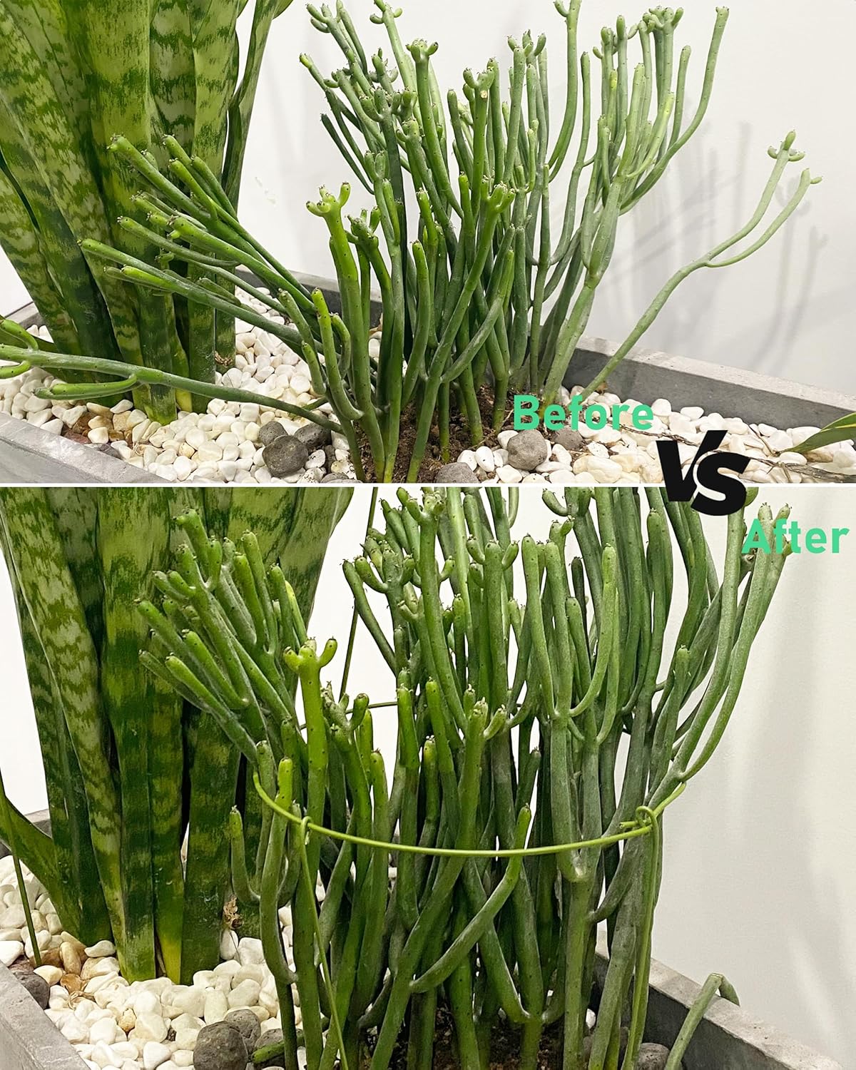 3-Pack Heavy Duty Plant Support Stakes, Metal Plant Ring Cages for Indoor Outdoor Plants, Adjustable Garden Stakes for Peonies, Monstera, Pothos, Hydrangea, Vines & Potted Plant (10" W x 17" H) - Image 6