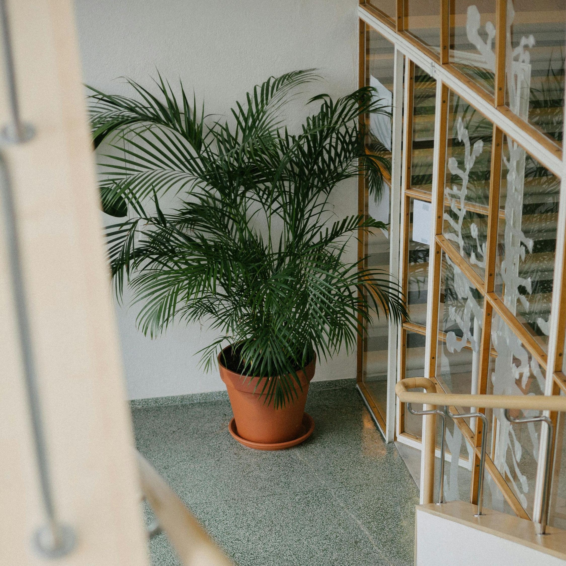 Plant in a Box - Chamaedorea elegans - Palma de montaña - Planta de interior real - Maceta de 20cm - Altura de 80-90cm