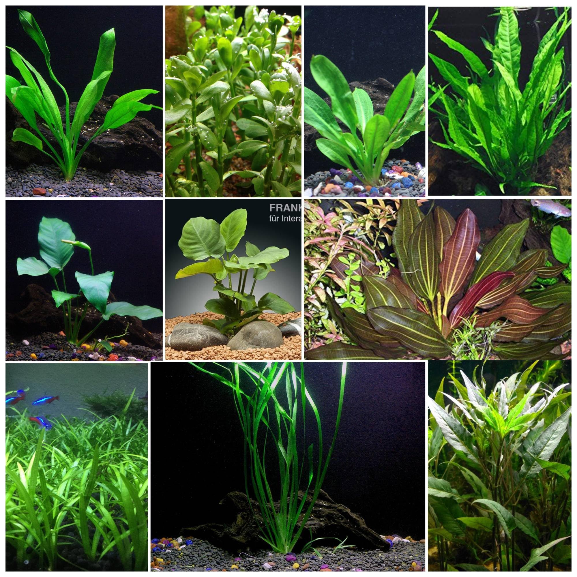 Florida 10 Species Live Aquarium Plants Bundle