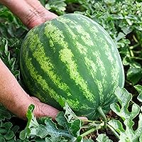 Vista 8 de Semillas de sandía orgánicas (carmesí dulce) – Aproximadamente 12 semillas – USDA Organic, sin OMG, polinizado abierto, reliquia, origen