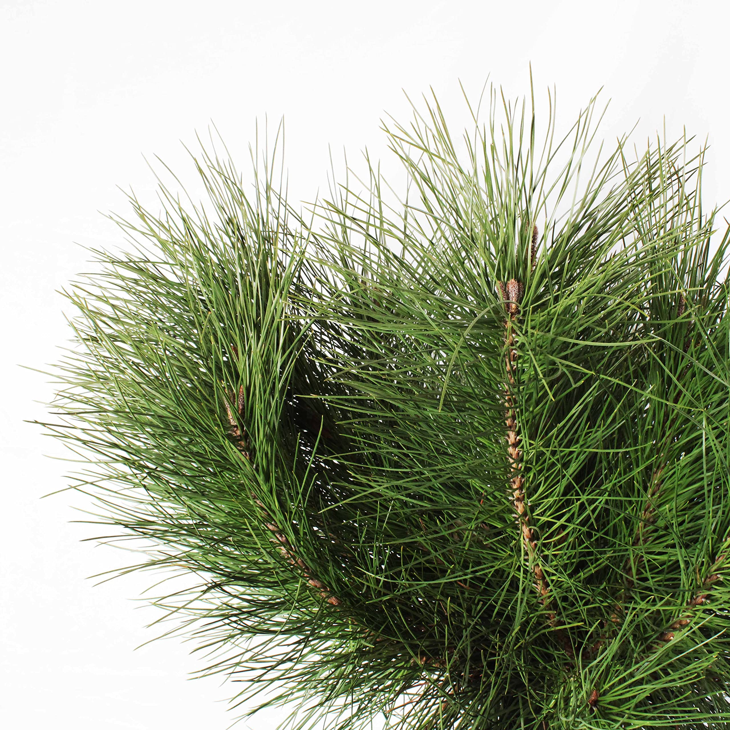 KENTIS - Pinus Pinea - Kiefernpflanze - Kiefer Baum - Winterharte Pflanzen für Garten - Gartenpflanzen - Hoch 125-150 cm Topf Ø 30 cm