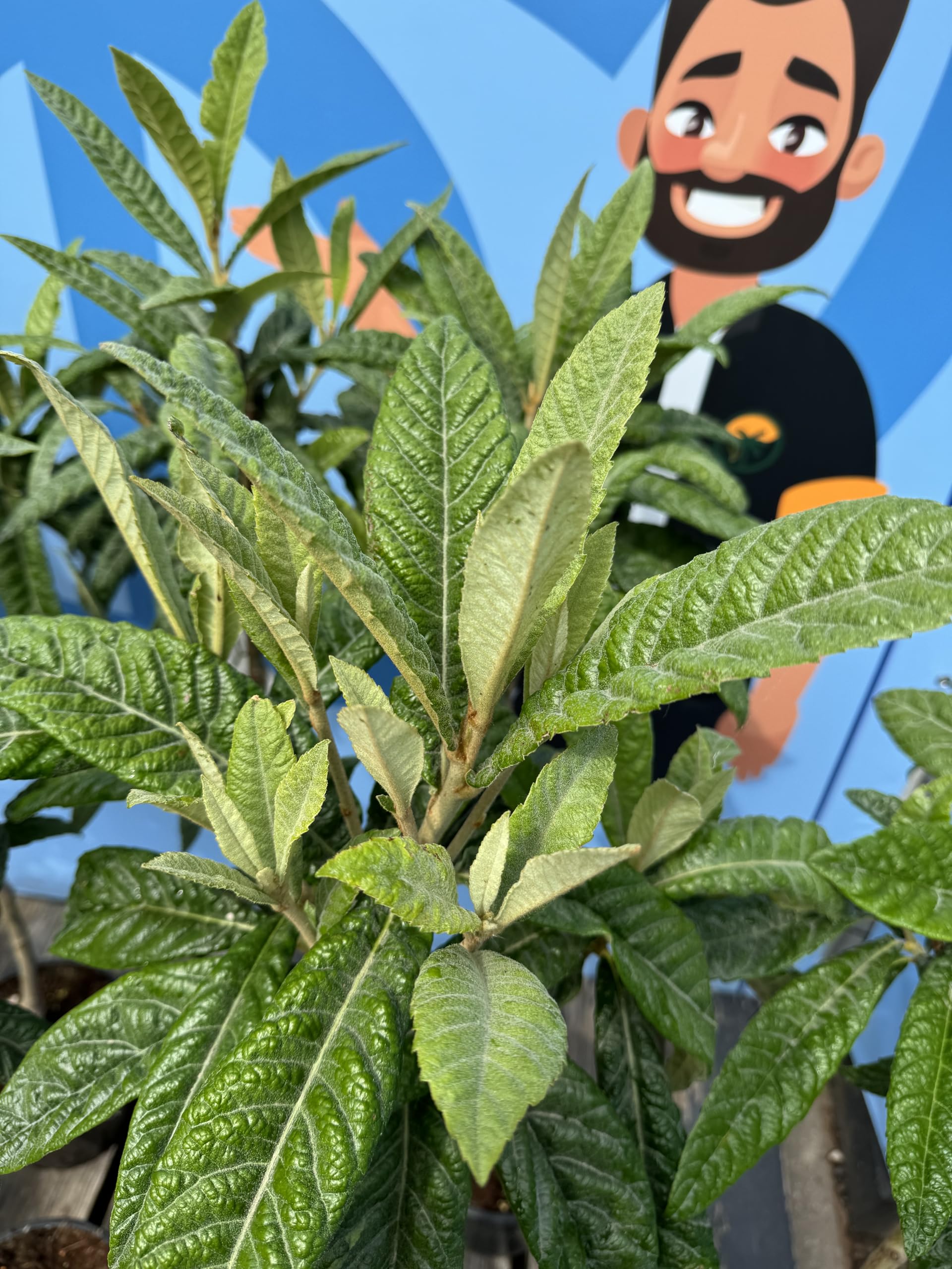 Japanische Wollmispel, Eriobotrya Japonica, Mispel 150cm Mispero, Argelino - A+