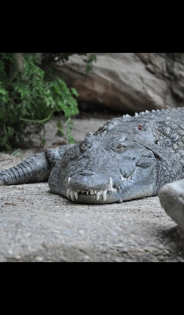 Crocodile Wallpaper HD Wallpapers of Crocodile!Amazon.deAppstore