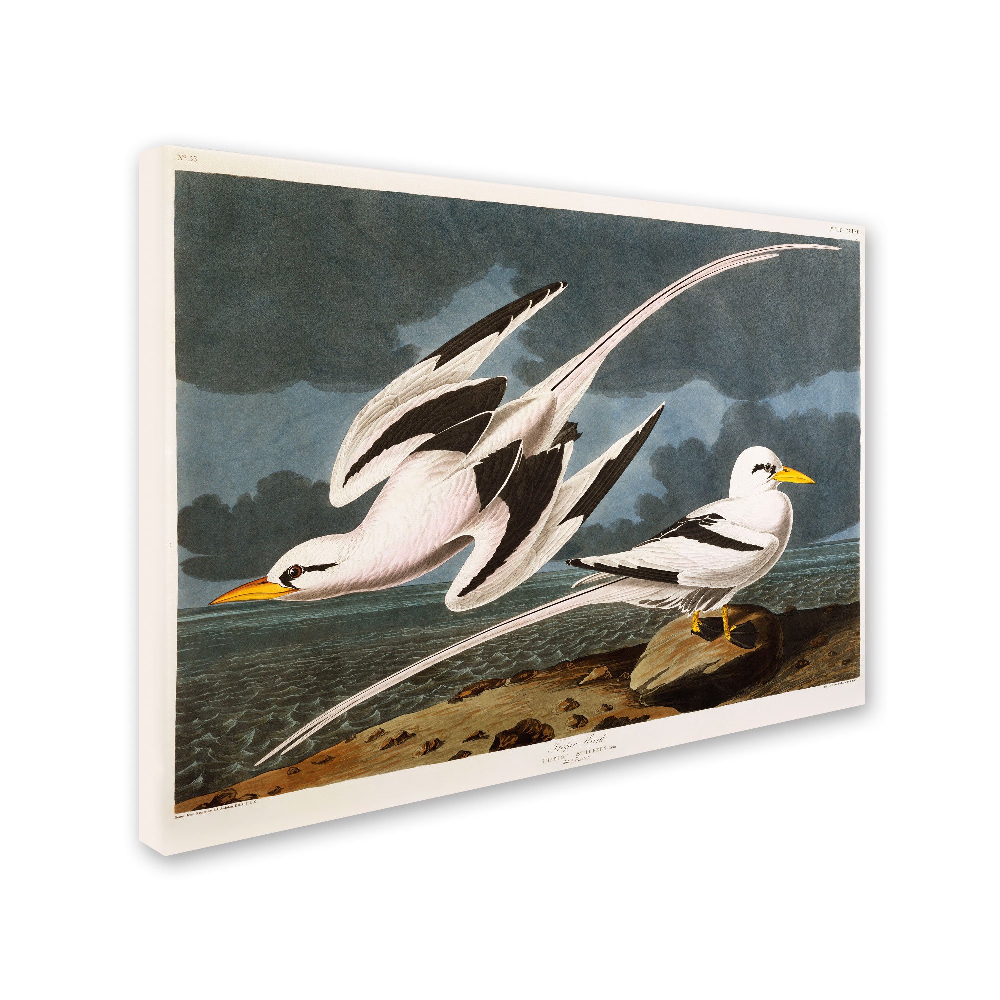 【リトグラフ】オーデュボン「アメリカの鳥類」NO.38 PL.189 単葉 初版 オーデュボンの鳥 『アメリカの鳥類』セレクション