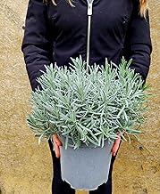 POWERS TO FLOWERS - Lavender ANGUSTIFOLIA, pot 18 cm diameter, real plants
