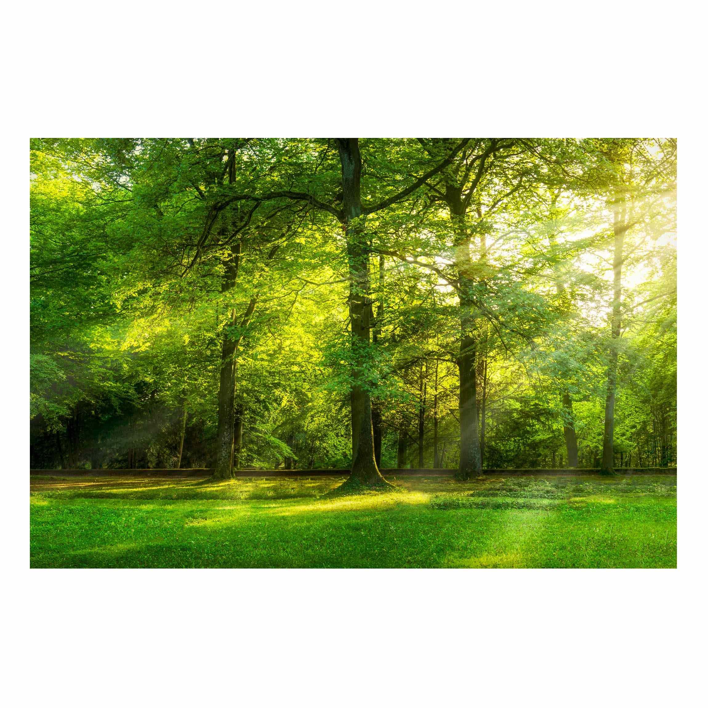 Magnettafel Pinnwand für Magnete Wald Bäume Natur Magnetboard - Magnetwand Made in Germany - Landschaft Modern Notiztafel grün Küche Flur Büro Visionboard WBMT_6815 (90x60cm)