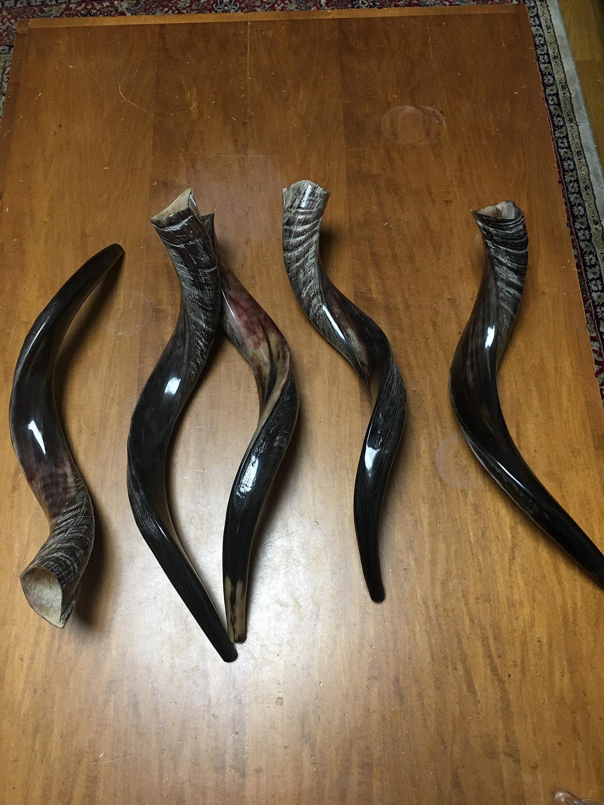 Halb poliert natur Judaica Koscher 60-70cm Yeninit Kudu Shofar Horn Israel