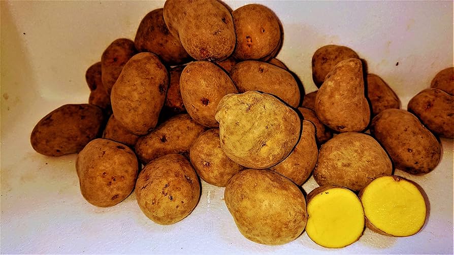 インカのめざめ 2 インカのめざめ 2 インカのめざめ（2S