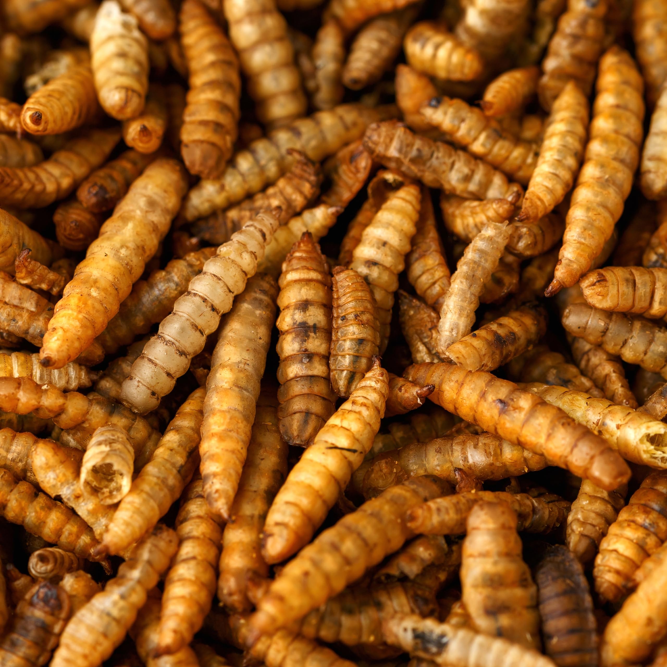 Premium Dried Calci Worms 5L (5L Bucket)