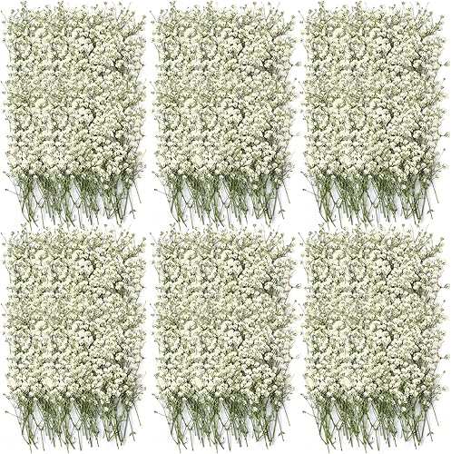 Flores secas de aliento para bebés a granel, blanco marfil, aliento de bebé, flores reales prensadas de gypsophila natural, flores secas para