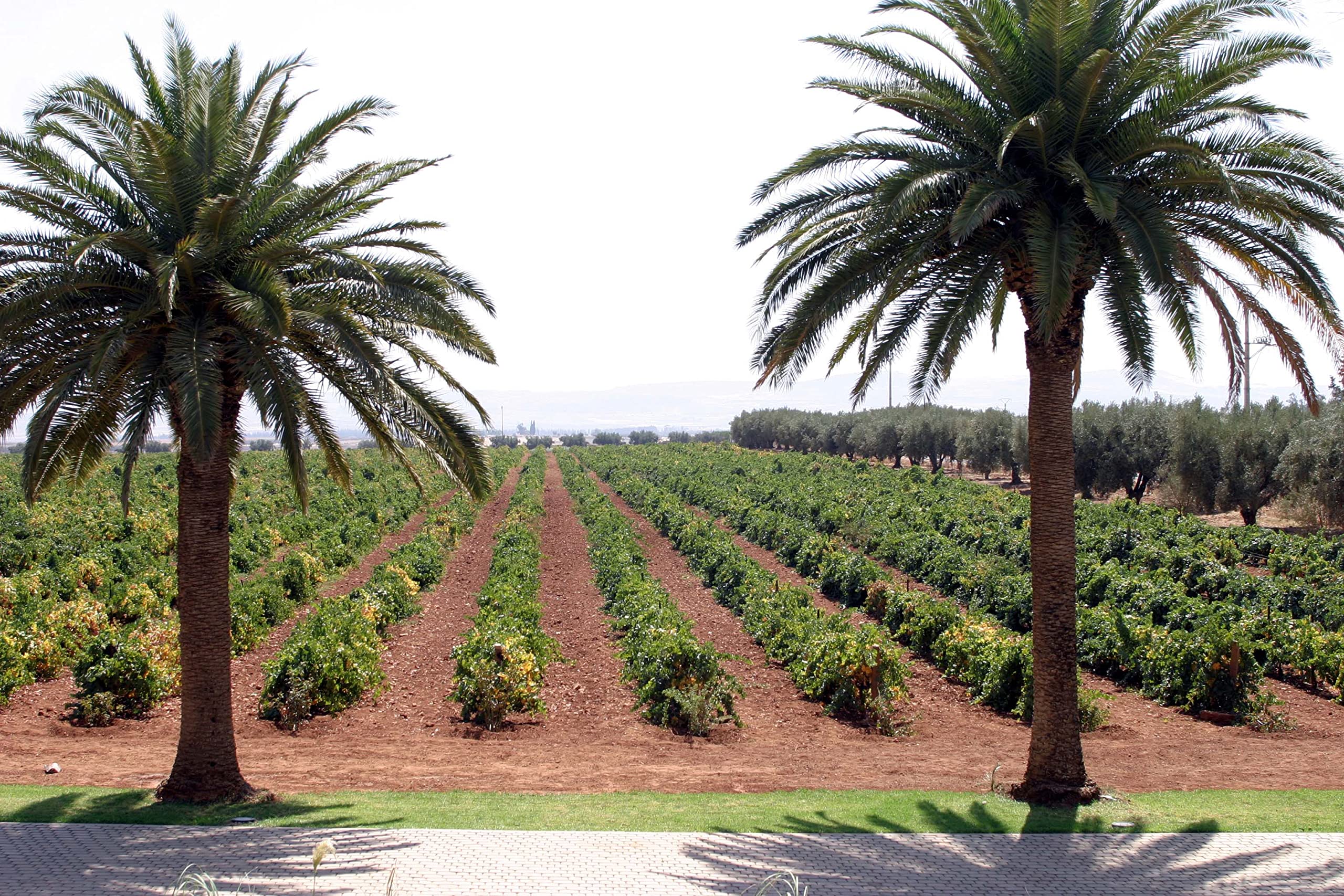 Domaine Toulal - Vin rouge du Maroc, AOG Guerrouane rouge (6 x 0.75 L)