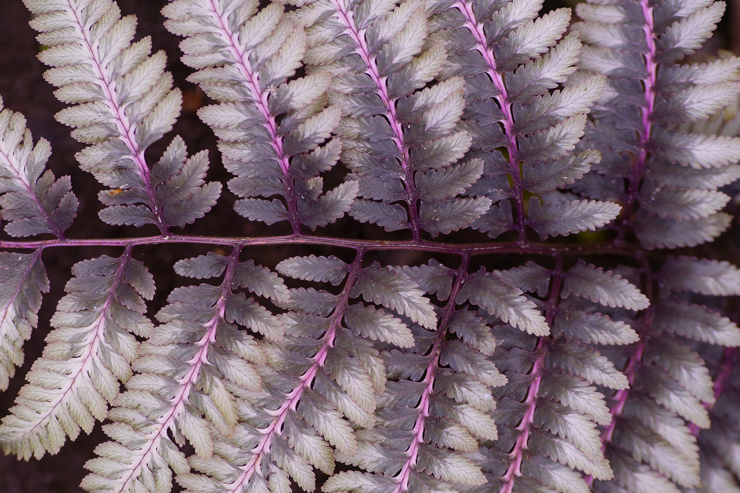 Stauden Gänge 3 x Athyrium niponicum 'Burgundy Lace' im 1 Liter Topf (Farn/Winterhart/Mehrjährig/Staude/Stauden) Japanischer Regenbogenfarn - Farbenspiel aus Burgunderrot und Silber