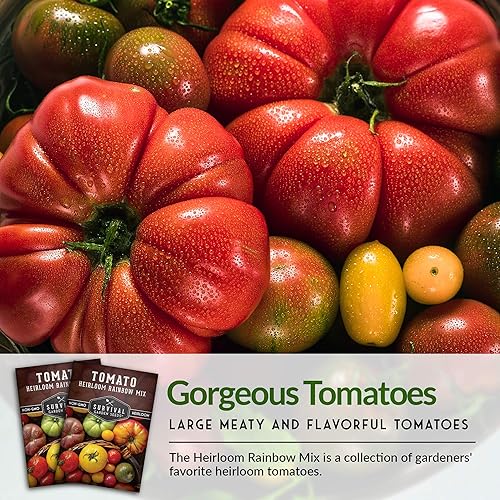Miniatura 6 de Survival Garden Seeds - Semillas de tomate Heirloom Rainbow Mix para plantar - Paquete con instrucciones para plantar y cultivar en tu huerto casero