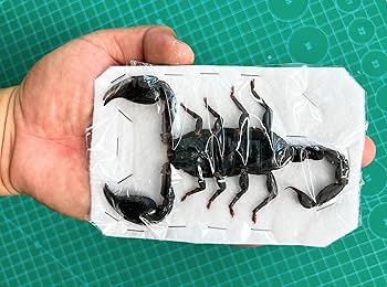 さそりページ 91QThkucUXL._AC_UF350,