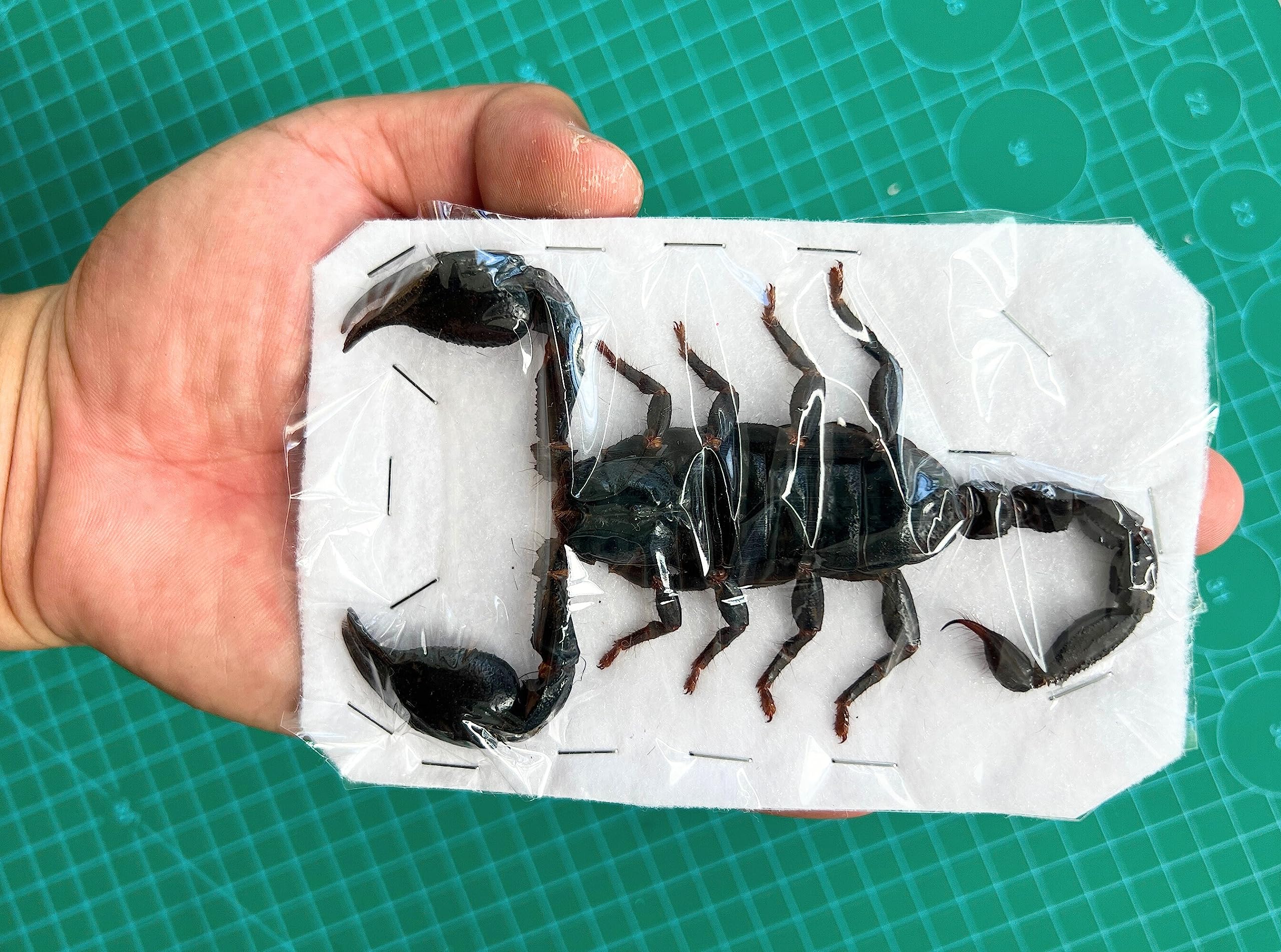 Amazon.co.jp: リアルジャイアントサソリ 7インチ ラージ カブトムシ