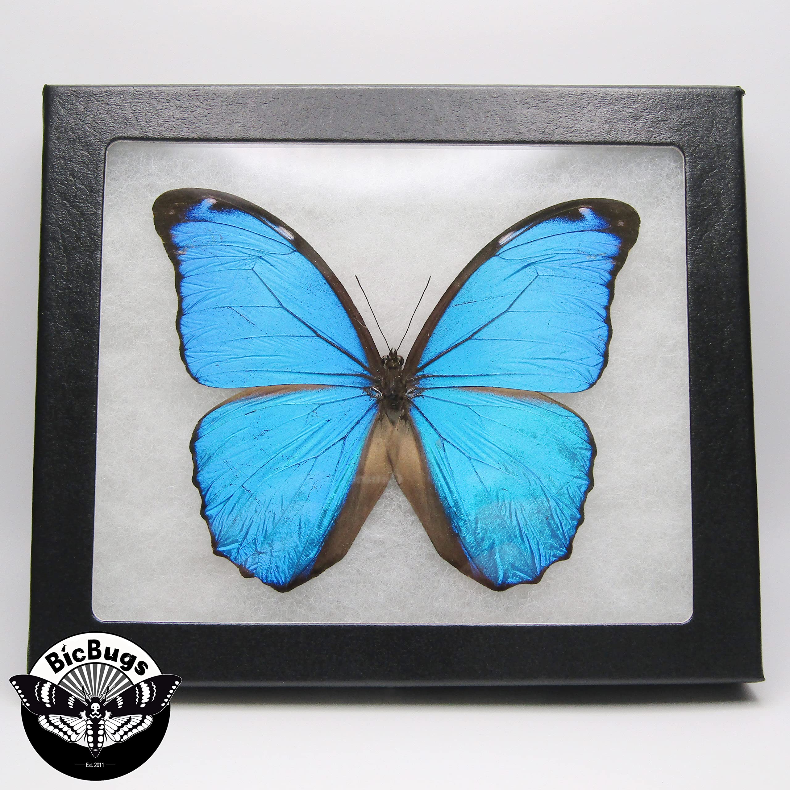Amazon.com: BicBugs Morpho Menelaus Real Framed Butterfly Blue