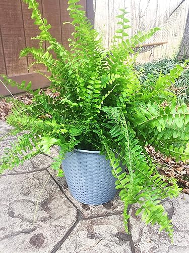 Miniatura 8 de Maceta de mimbre de plástico de aspecto tejido, redonda, para interiores y exteriores, contenedor decorativo duradero de 8 pulgadas, elegante y