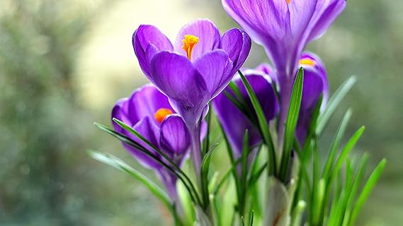 ISEE 360 Indigo Flowers Wall Laminated Posters for Home Living Kids Study Bed Room Kitchen Office Decor Stylish Printed Wall Poster 300 GSM L X H 18 X 12 Inches