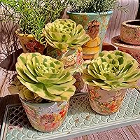 Vista 4 de Aeonium Maibakh - Kit de suculentas con maceta de plástico, planta viva de 3 pulgadas, tierra comprimida y guía, para escritorio de jardín y oficina