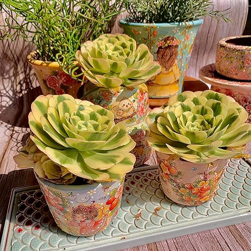 Miniatura 4 de Aeonium Maibakh - Kit de suculentas con maceta de plástico, planta viva de 3 pulgadas, tierra comprimida y guía, para escritorio de jardín y oficina