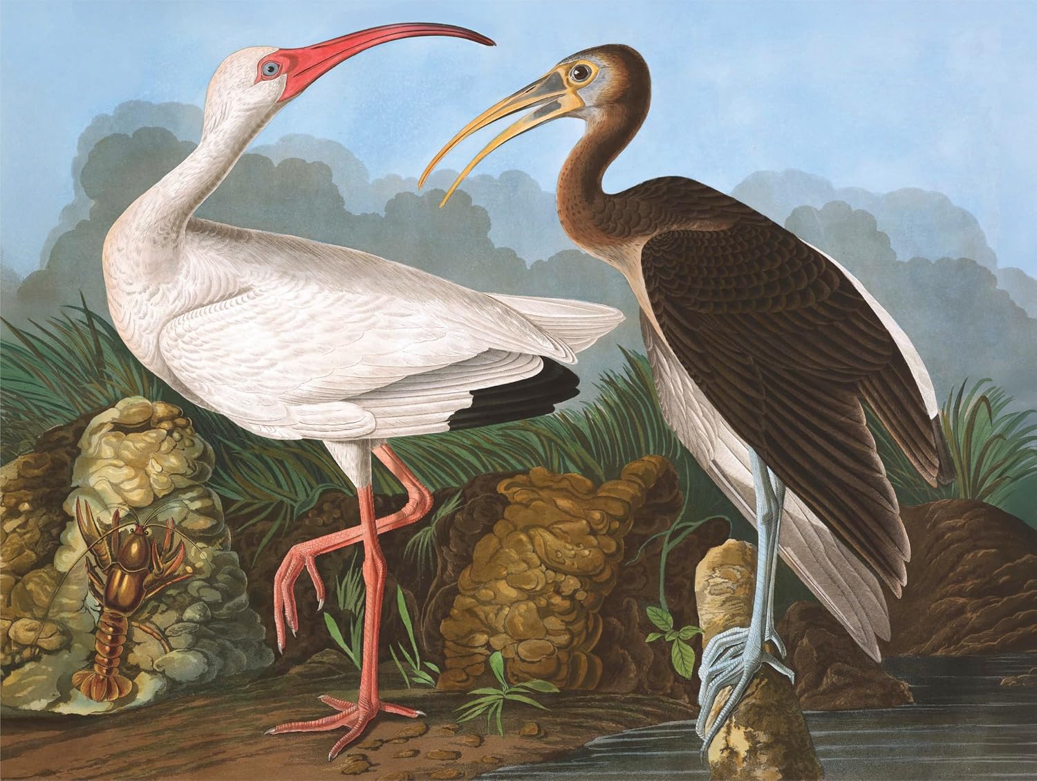 New York Puzzle Company - Vintage Images White Ibis - 1000 Piece Jigsaw Puzzle for Family Game Nights by John James Audubon