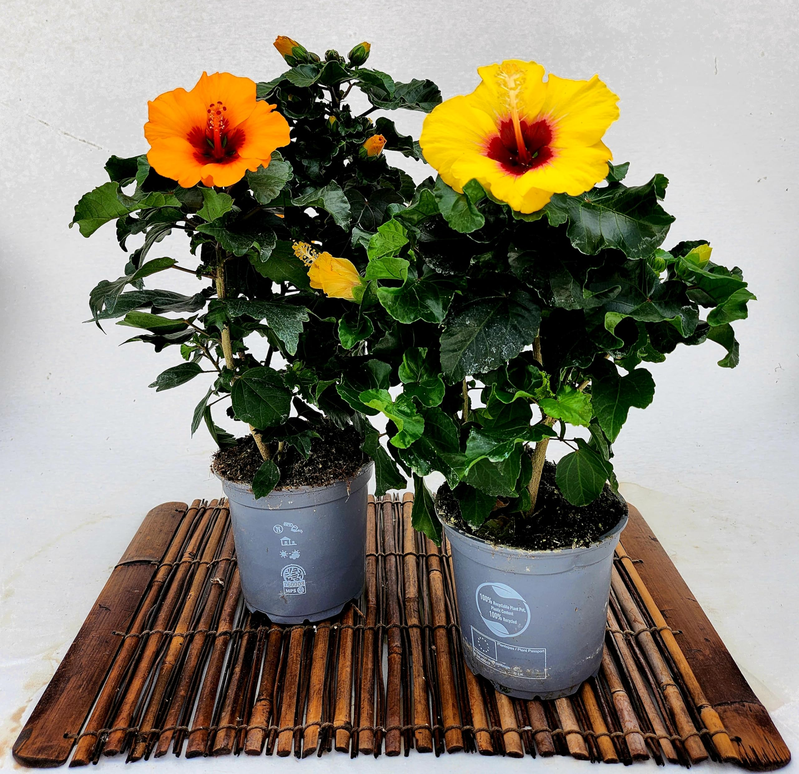 POWERS TO FLOWERS - HYBISCUS, IBISCO ARANCIO e GIALLO CON OCCHIO SCURO, VASO 13CM, 2 PIANTE, piante vere